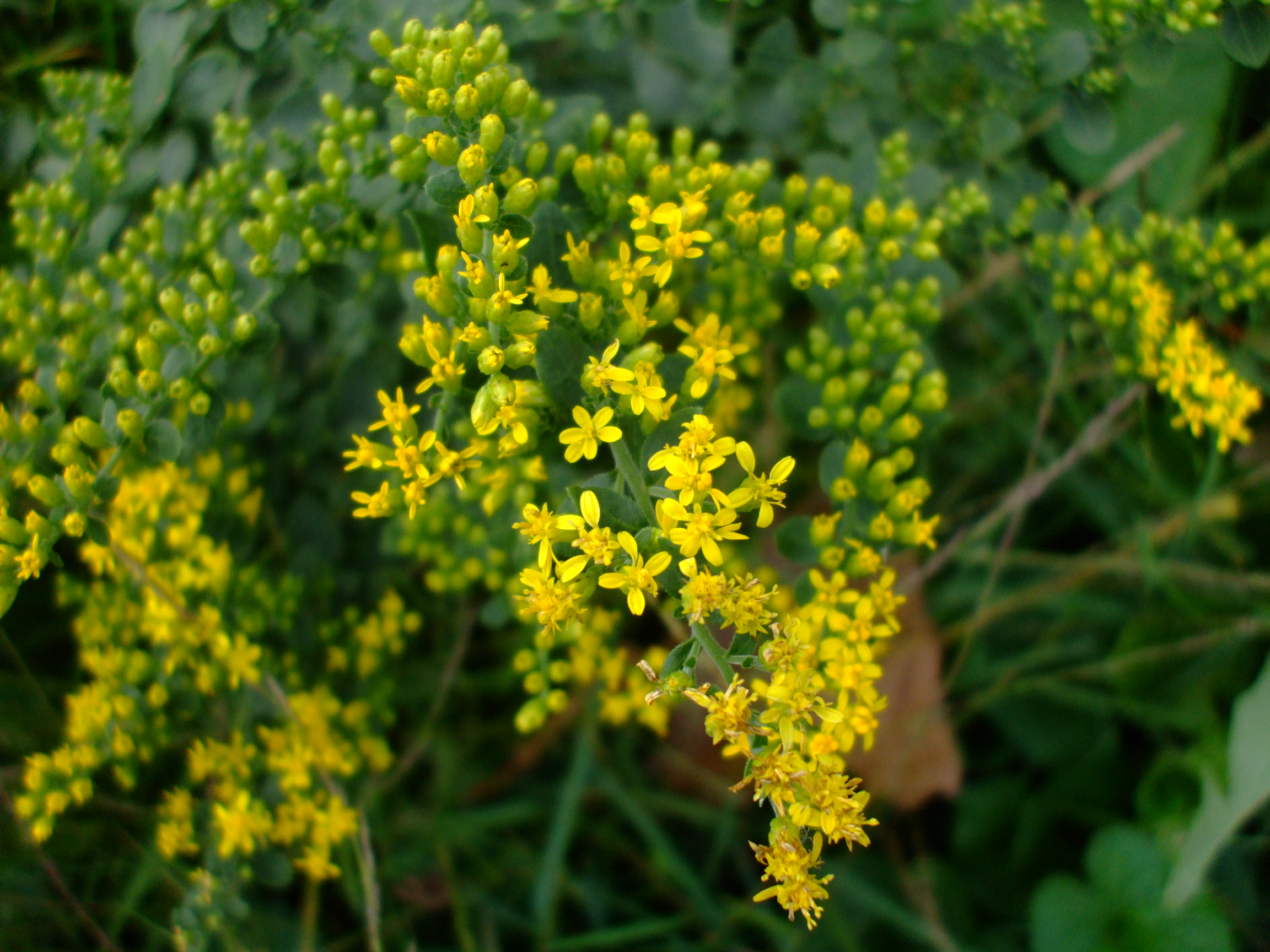 Solidago drummondii